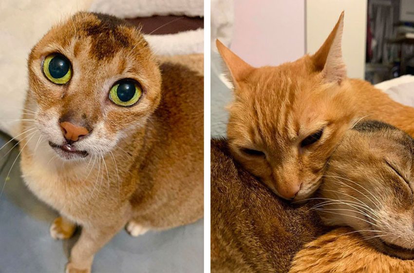  Recovering earless cat finally finds a home and a new best friend at the same time