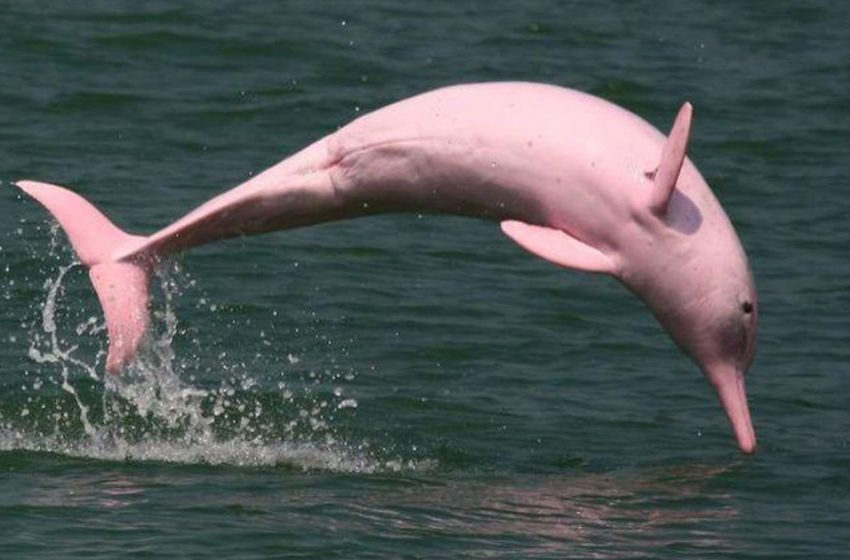  An extremely rare pink dolphin spotted in the Louisiana River with her pink calf