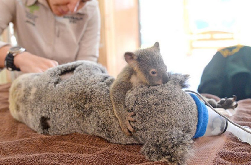  A baby koala hugs its unconscious mother during a life-saving operation