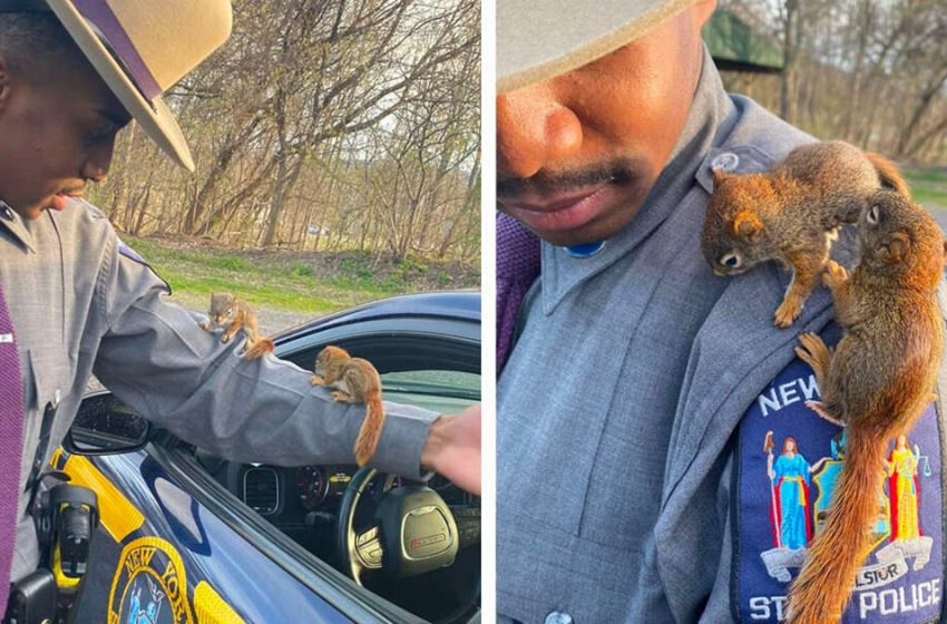  Policeman spots baby squirrels in street and ends up making two little new friends