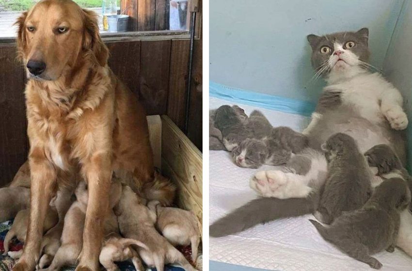  16 animals whose faces show how «happy» they are with the birth of their babies