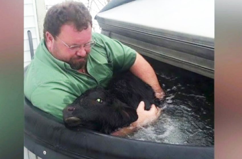  Farmer discovers newborn calf freezing in the snow — and he saved his life with a very interesting solution