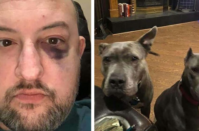  Man adopted two abandoned pit bulls — they repaid him by rescuing him from assault