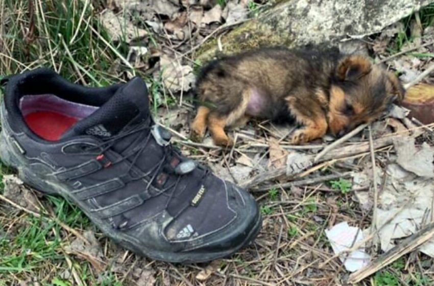  Kind man rescues stray puppy who was discovered living in an old shoe