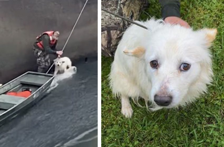  Dog thrown into dam gets saced by firefighters and finds a new home