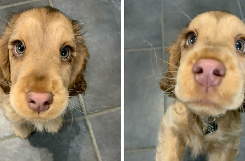  This dog has won the internet’s hearts with her magnificent eyes