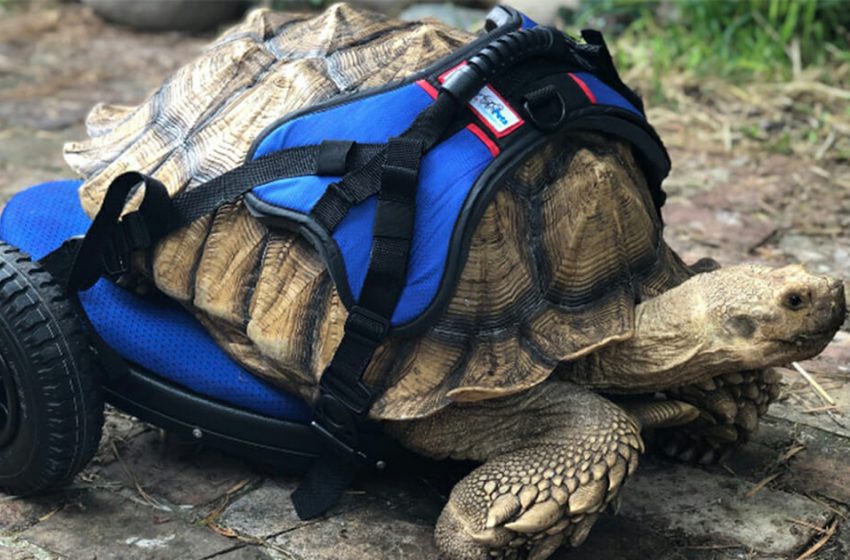  Disabled 70-pound tortoise can now move comfortably for the first time