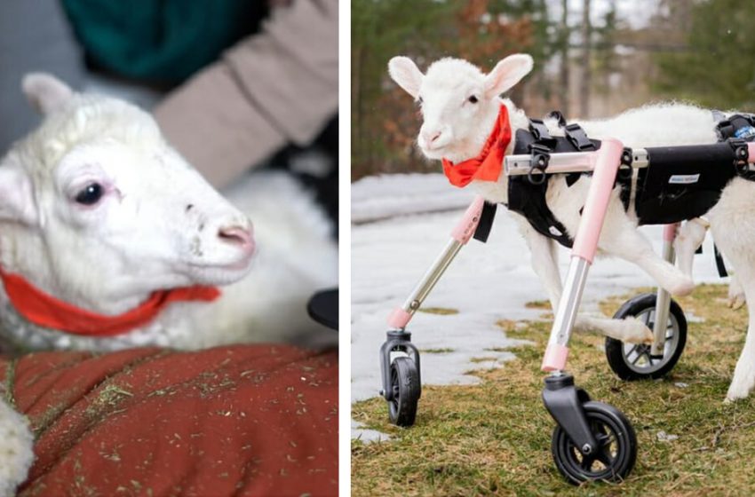  Kiki is able to stand on her own for the first time thanks to her wheelchair