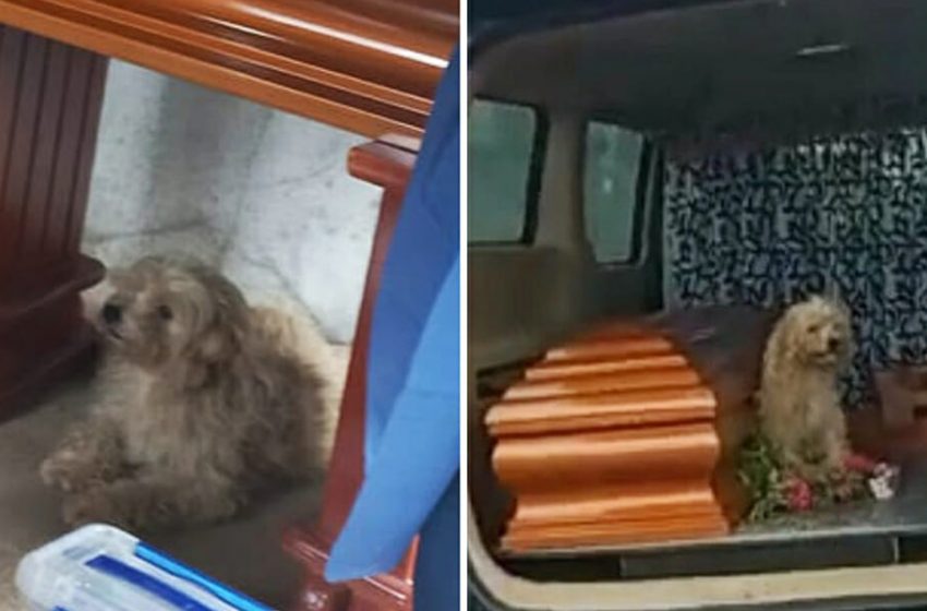  Faithful dog refuses to leave late owner’s side at her funeral