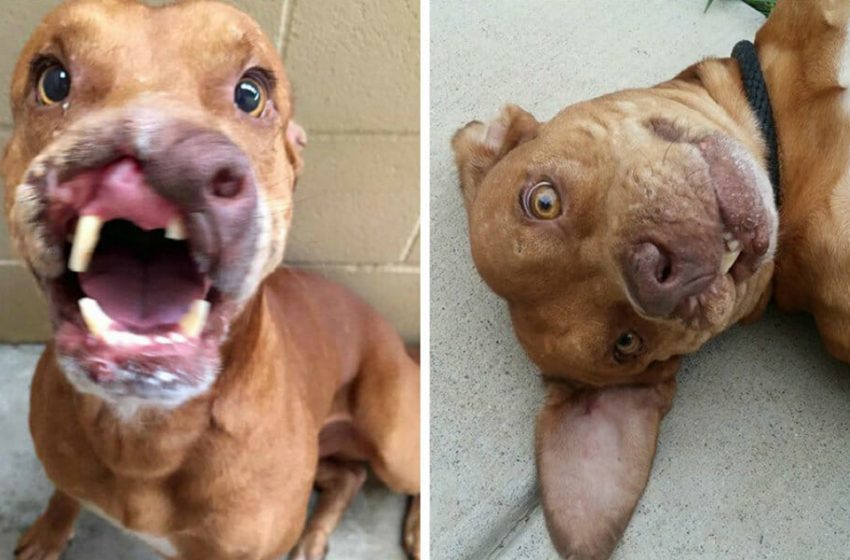  A life-changing surgery gives a second chance to an abandoned dog missing part of face