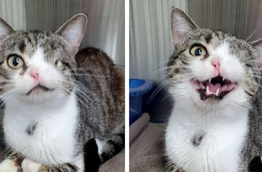  One-eyed shelter cat finds his forever home