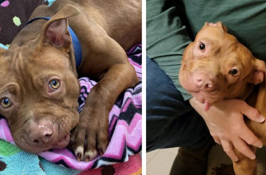  4 young boys save starving, abandoned dog