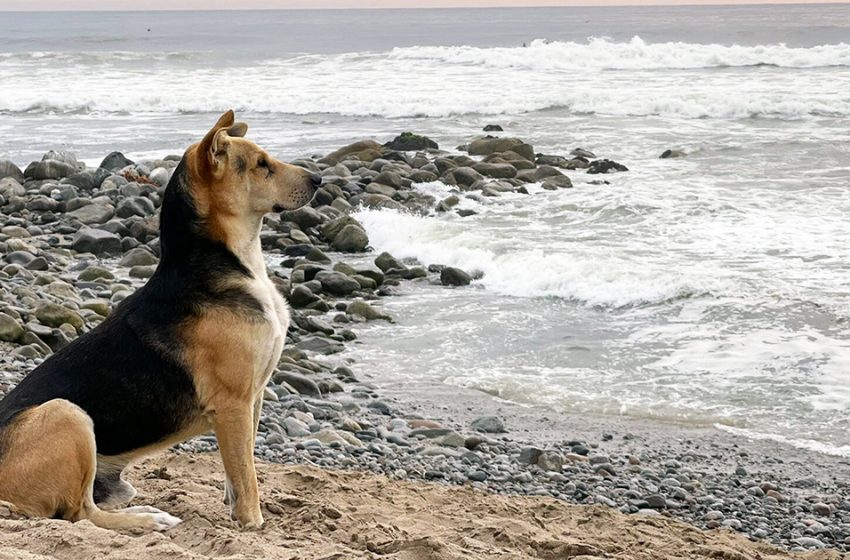  Mourning dog visits the beach every single day to stare at the ocean after his owner passed away at sea