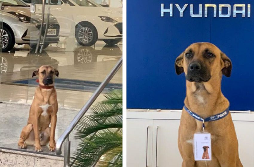  Stray dog was adopted by car dealership and beacame their mascot