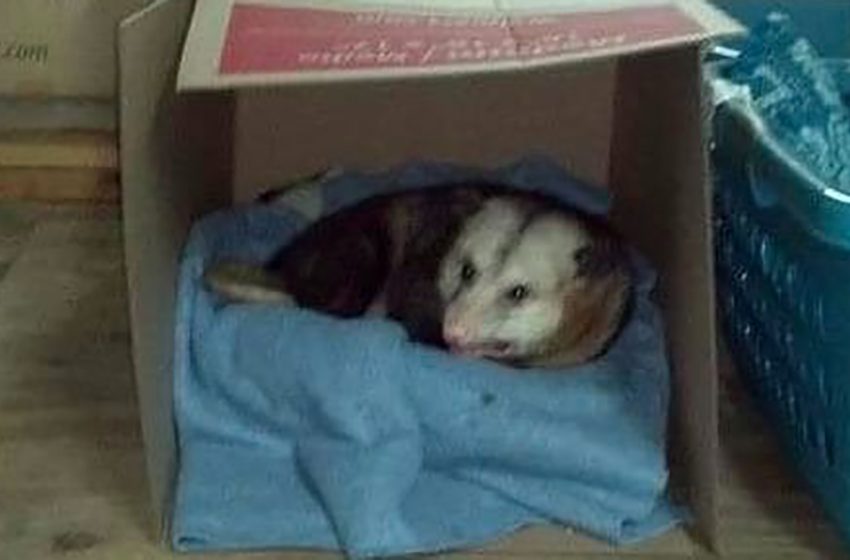  Kind woman gives elderly possum a place to stay in her garage