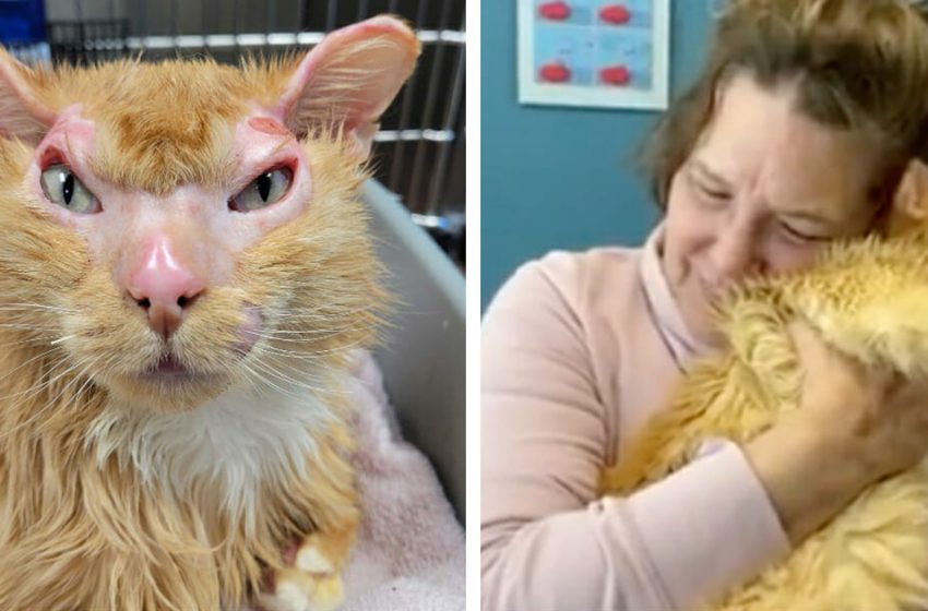  Cat found with serious burns after wildfire finally reunites with his family