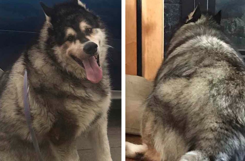  The adorable senior dog had a new life after losing weight