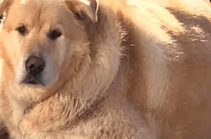  The owner wanted to get rid of his overweight dog but he was saved by the caring woman