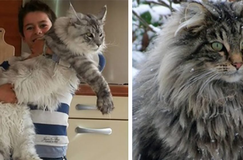  The Gentle Giant is the most enormous type of the cats in the world