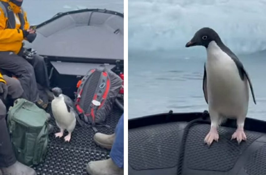  Penguin flees from a hungry seal and hitches a ride home on a boat