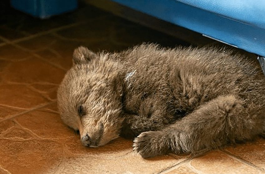  The kind man saved the tiny bear wandering in the village