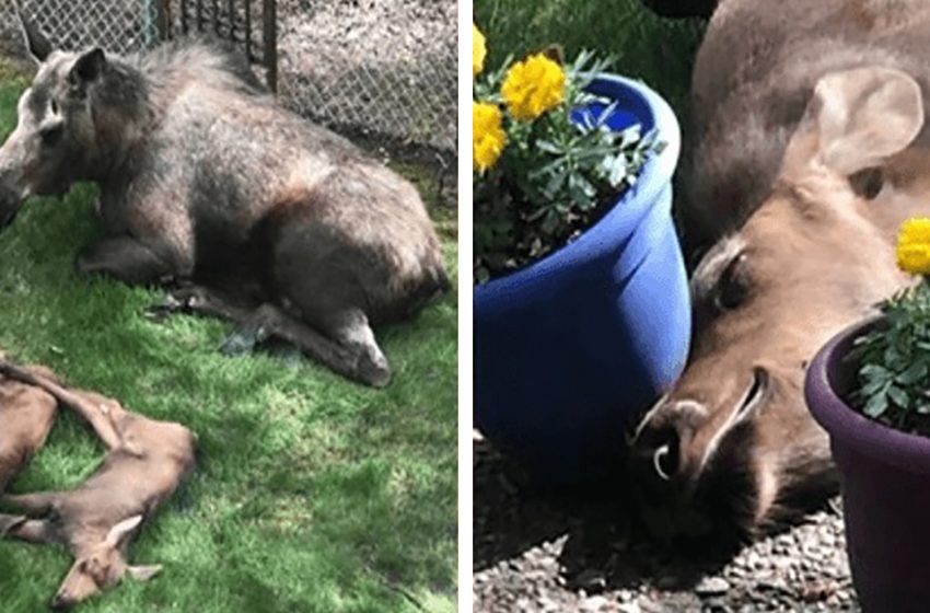  The lovely moose spent a day with her two calves in the man’s backyard