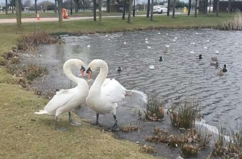  The swan, who was parted from her mate, was thrilled to be reunited with him again