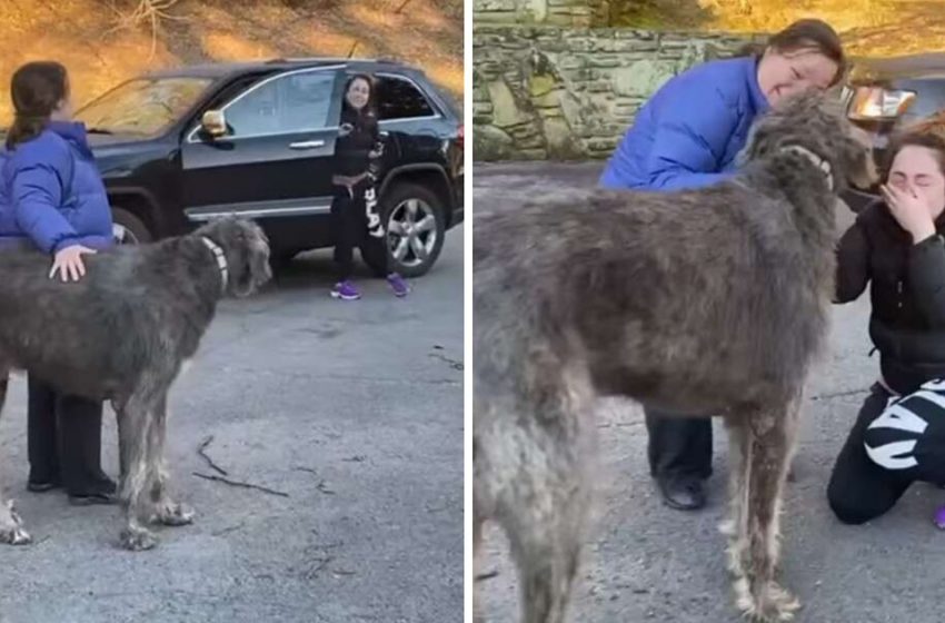  The girl couldn’t help crying when she was her lost dog again