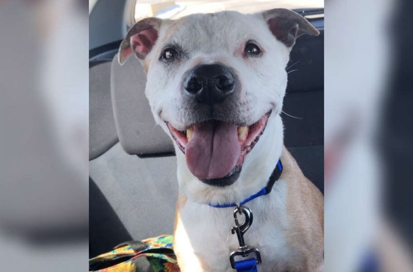  16-year-old dog found his lovely home and is really happy