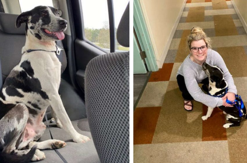  The lost dog interrupted the woman’s birthday asking to help him
