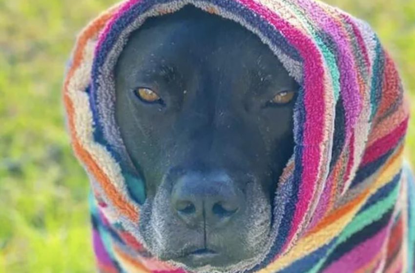  Homeless unfortunate dog crawled through the fence in a dog shelter to ask for help