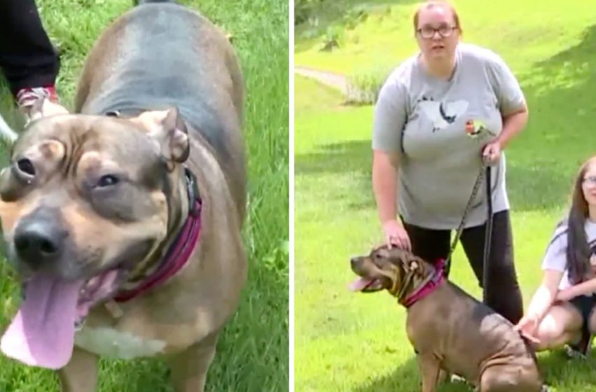  The brave dog saved the girl from possible assaulter