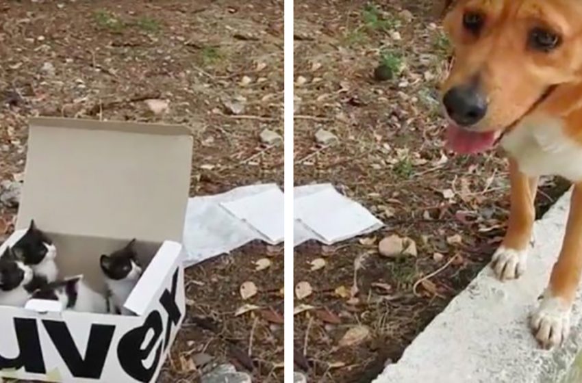  The dog found a box of kittens and acted like their Dad