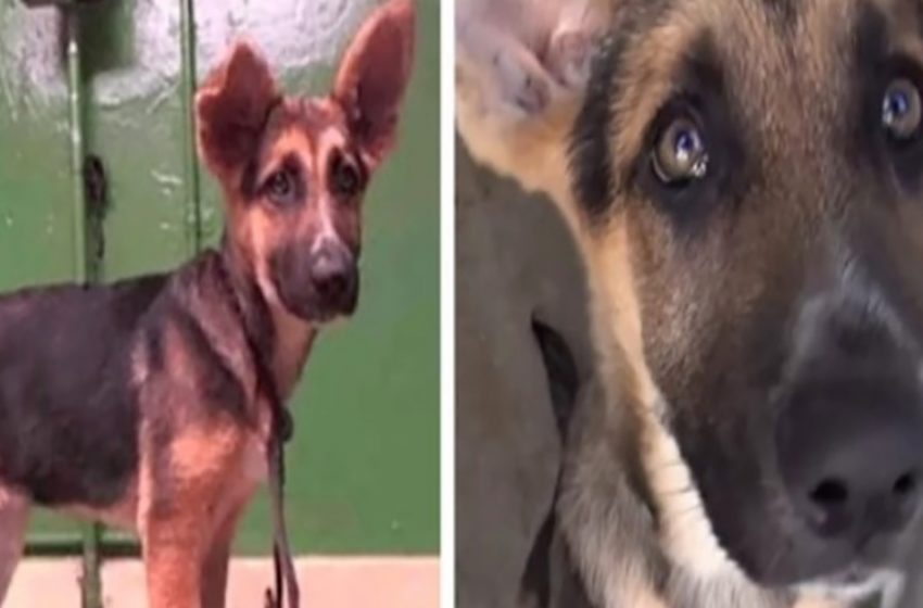  The 3-month-old poor dog cried when her owners left her