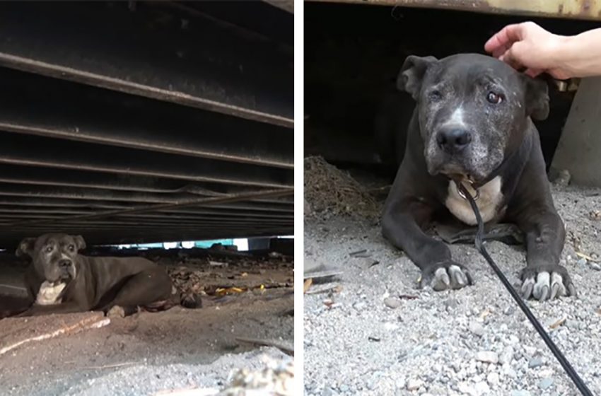  The senior dog who was under the container for about a decade was finally rescued