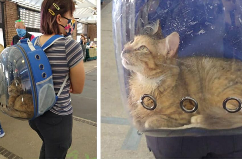  Caring owner finds a solution for her disabled cat to see the world