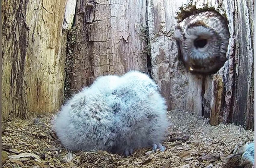  The owl who couldn’t produce babies got overjoyed to notice the little ones in her nest