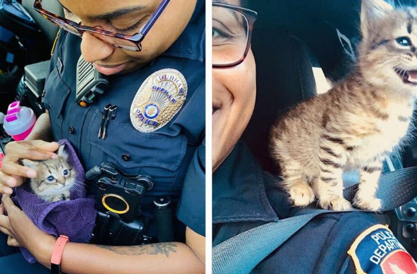  The tiny kitten was saved by the police worker and gained a fine job