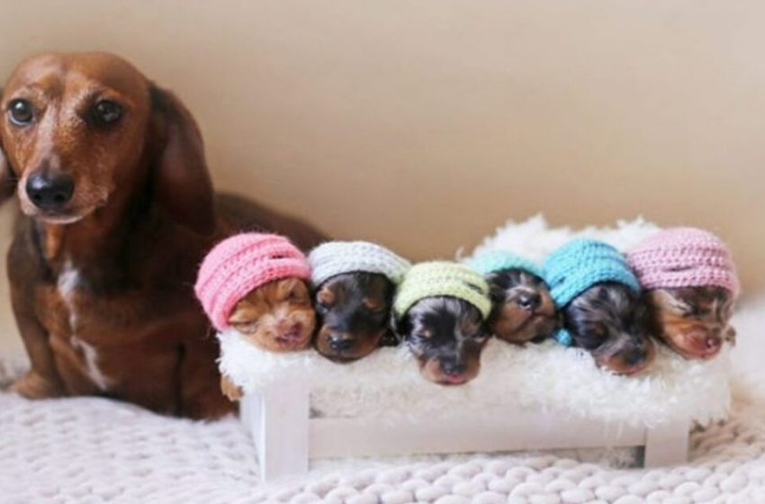  The pics of the sweet mother dog and her babies are something wonderful and worthy