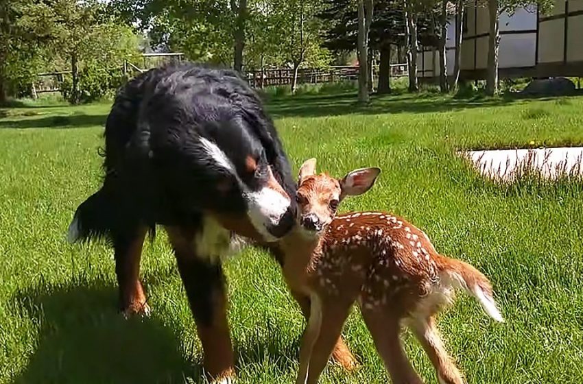  The abandoned deer gained a foster dad who was a caring dog