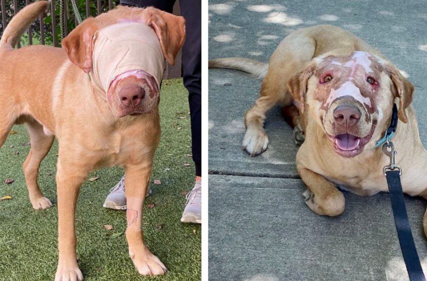  The hero dog who was severely burnt was fully recovered after a year