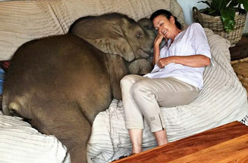  The baby elephant follows his rescuer everywhere she is