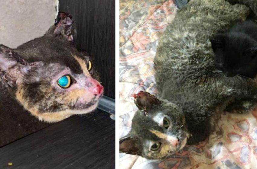  The heroic mother cat did her best to save the kitenns’ life