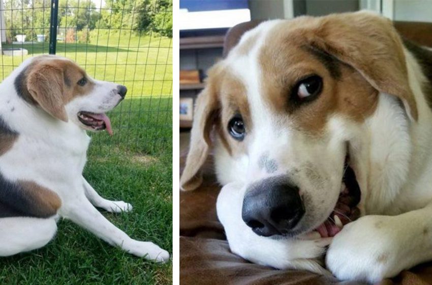  The sweet dog without neck and with short spine found his perfect home