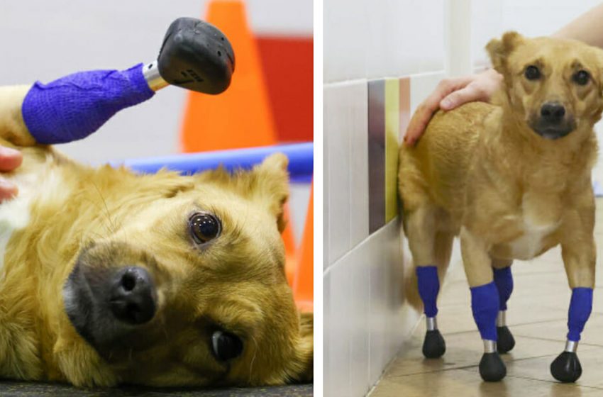  The disabled dog had a second chance to live perfectly