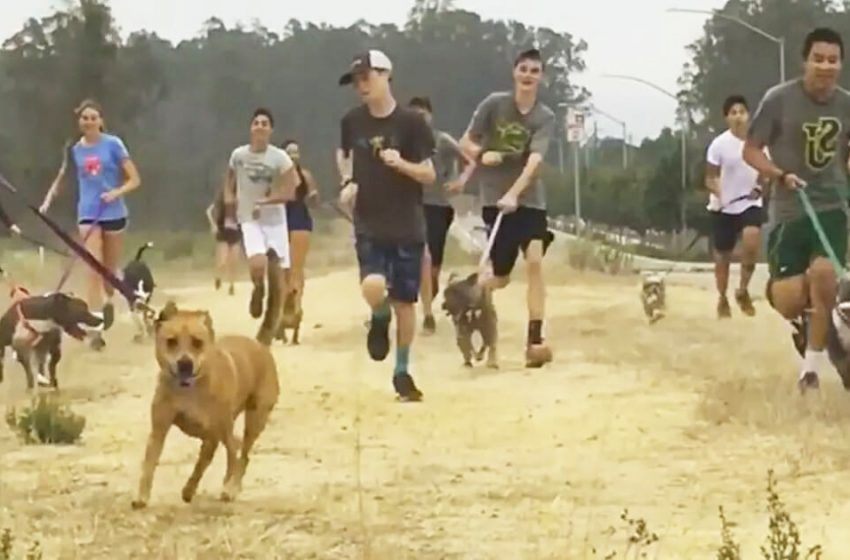  High school cross-country team had a nice idea to take the shelter dogs to their morning run