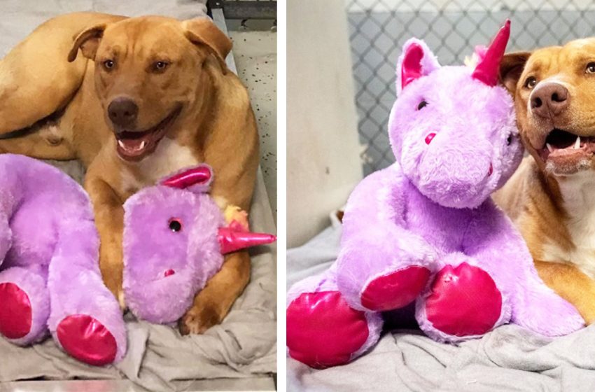  The stray dog who wanted to steal a toy from the store has now a nice family and his lovable toy