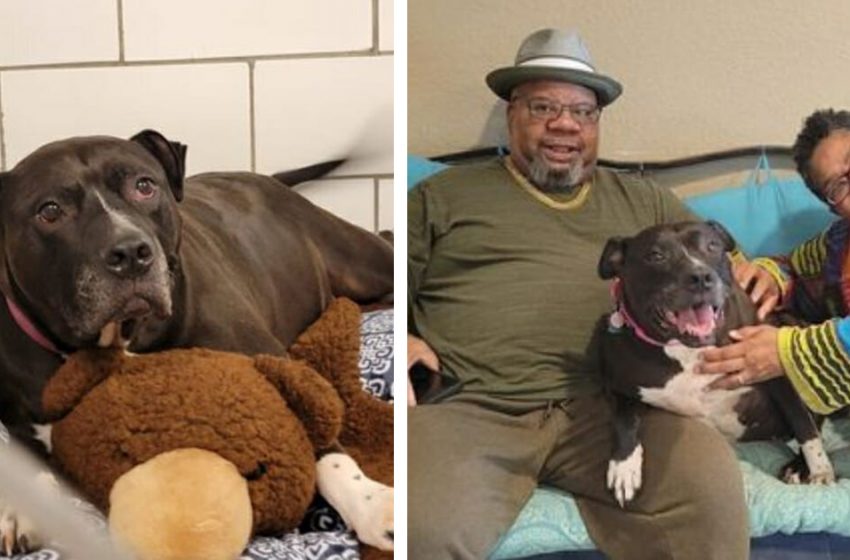  The lovely dog who was always ignored by people finally found a forever home