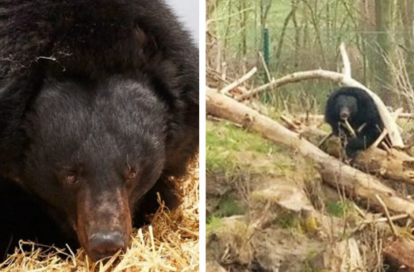  The black bear was safely transported to German sanctuary from Ukraine