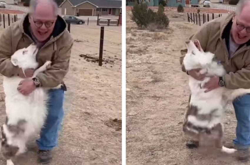  The amazing dog recognized her grandpa after a year apart